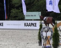 jumper Leon 594 (Oldenburg show jumper, 2007, from Landius)