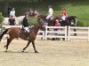 jumper Crossfire 17 (Oldenburg show jumper, 2005, from Carinue)