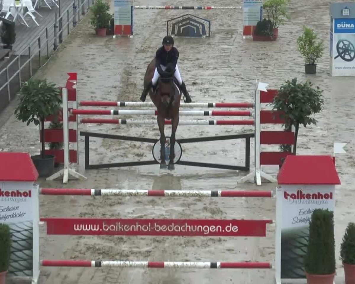 jumper Quilando (Oldenburg show jumper, 2005, from Quintender 2)