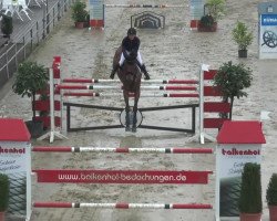 jumper Quilando (Oldenburg show jumper, 2005, from Quintender 2)