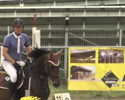 broodmare Waitaki 47 (Oldenburg show jumper, 2006, from Coronado I)