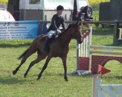 jumper Toulouse 65 (Oldenburg show jumper, 2003, from Fighting Alpha)