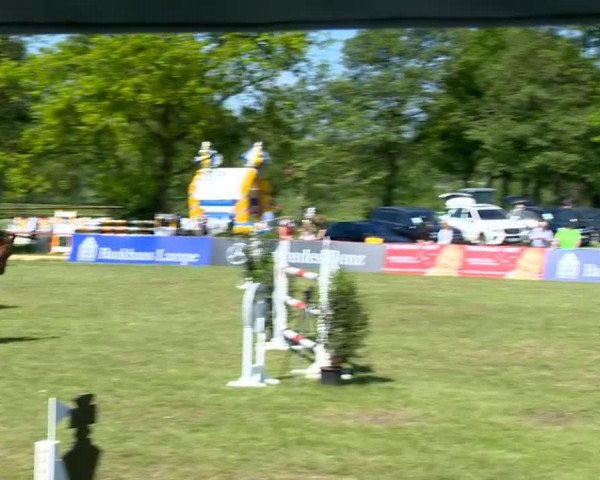 jumper Catibo M (Oldenburg show jumper, 2006, from Catoki)