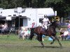 Springpferd Beaujolais du Ruet (Oldenburger Springpferd, 2004, von Baloubet du Rouet)