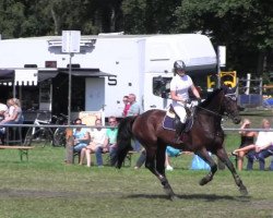 Springpferd Beaujolais du Ruet (Oldenburger Springpferd, 2004, von Baloubet du Rouet)