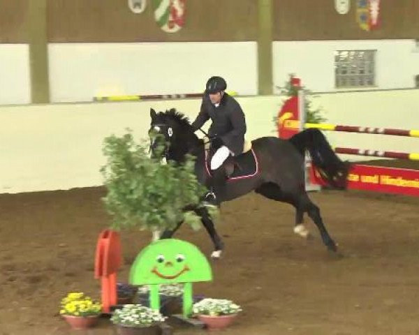 jumper Brisby 3 (Oldenburg show jumper, 2005, from Balou du Rouet)