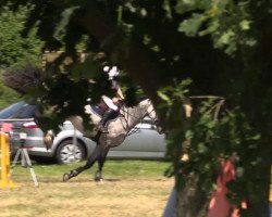 jumper Chipperfield (Oldenburg show jumper, 2007, from Celano)