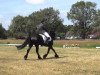 dressage horse Charmante Stine (Friese, 2000, from Oetze)