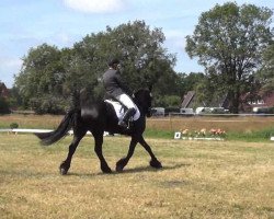 dressage horse Charmante Stine (Friese, 2000, from Oetze)