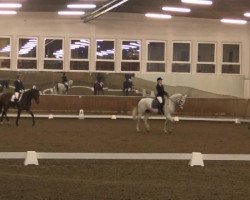 dressage horse Murphy (Haflinger, 2003, from Monty 98)