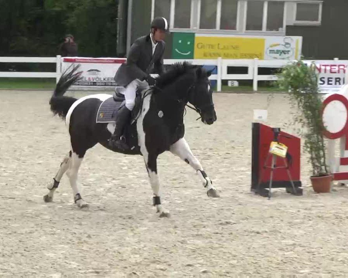 Springpferd Cornelius (Deutsches Reitpferd, 2007, von Camaro)