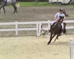 stallion Inrico (German Warmblood, 2000, from In Extenso)