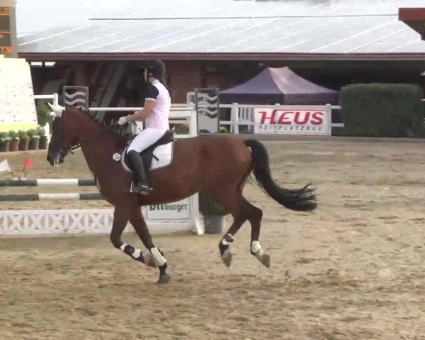 jumper Sunrise B (German Warmblood, 2002, from Silber Bird)