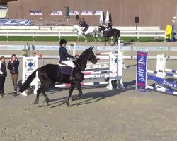 jumper Robin de Waidhof (German Warmblood, 2004, from Rubicell)