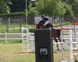 jumper Rapsodia 3 (German Warmblood, 2004, from Richi Fleur)