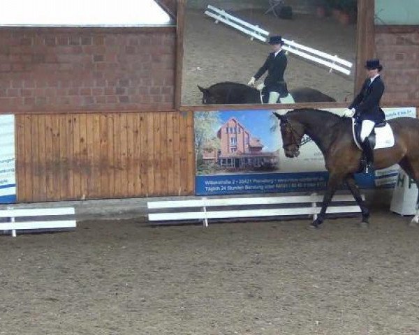 dressage horse Cindy D (German Warmblood, 2000, from Canino de Lobo)
