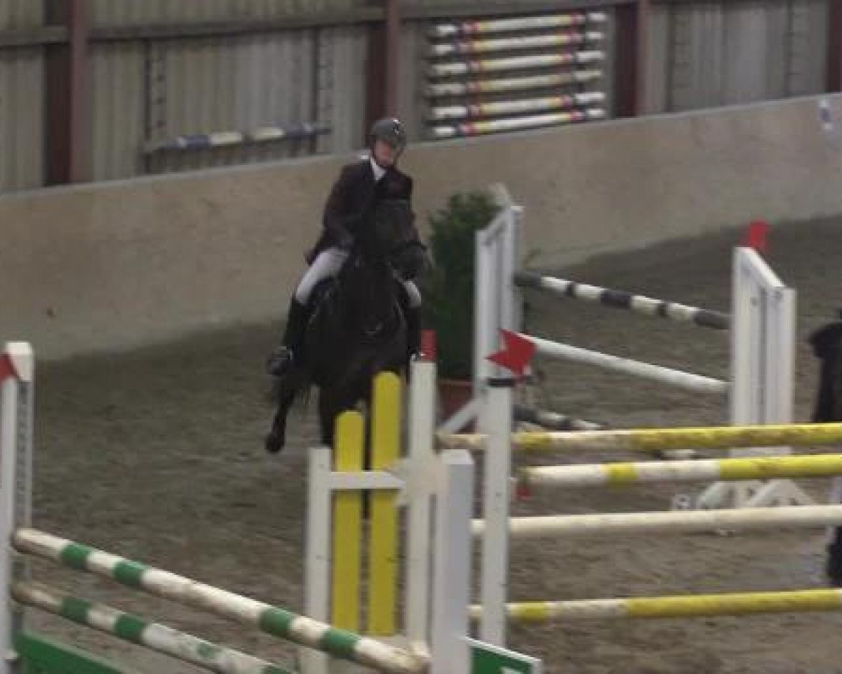 jumper Alena O (German Warmblood, 2003, from Azzuro Classico)