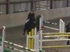 jumper Alena O (German Warmblood, 2003, from Azzuro Classico)