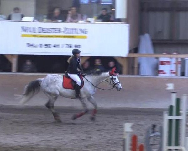 jumper Rien ne va Plus 35 (German Warmblood, 2004, from Roquefort)