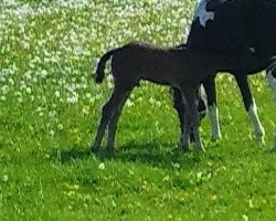 broodmare Lady (German Warmblood, 2000, from Nebrasco)