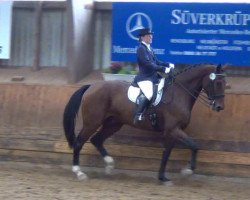 jumper Cool and Easy 2 (German Warmblood, 2006, from Chagallo's Charming Boy)