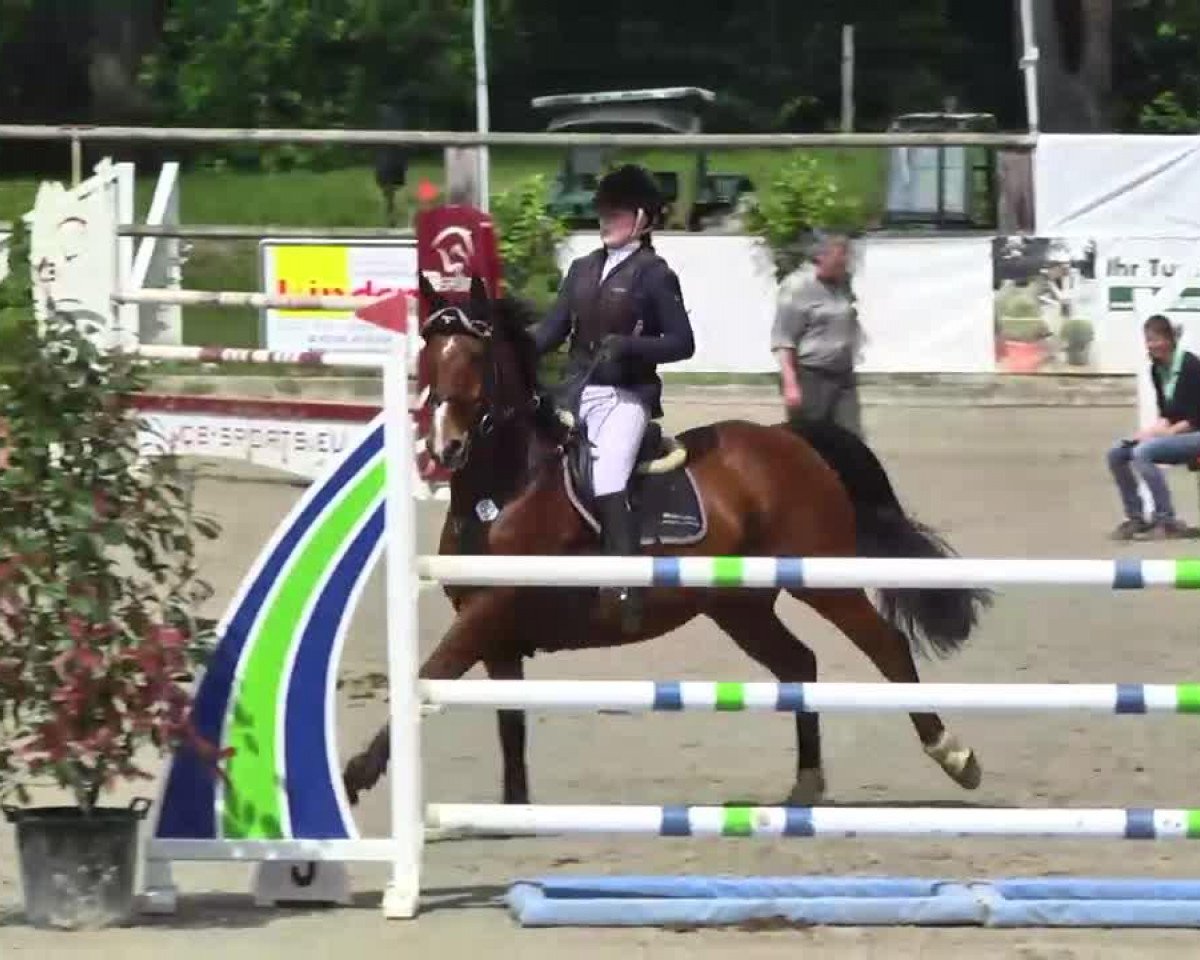 jumper Atze 29 (German Warmblood, 2004, from All Pleasur)