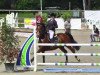 jumper Atze 29 (German Warmblood, 2004, from All Pleasur)