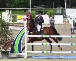 jumper Atze 29 (German Warmblood, 2004, from All Pleasur)