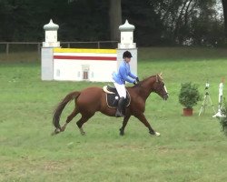 jumper La Bella Lolita (German Warmblood, 2003, from Landor Son)