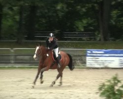 jumper Falano's Blue N.R. (German Warmblood, 2003, from Falano N.R.)