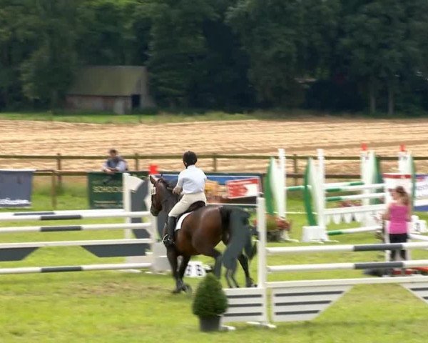 Springpferd Melinda E.Z. (Deutsches Reitpferd, 2001, von Gaetano S)