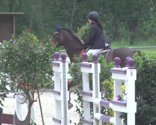 jumper Slisel (German Warmblood, 2002, from Sterntänzer)