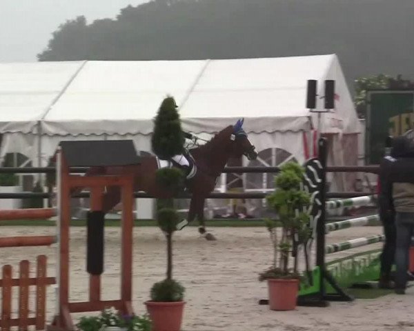 horse Mr. Quintero (German Warmblood, 2005, from Millenium d'en Haut)