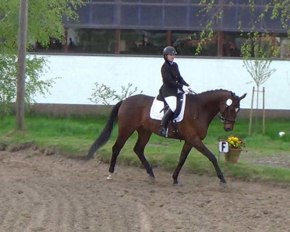 horse Carlito's Way 3 (German Warmblood, 2007, from Opernball)