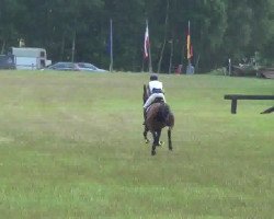 dressage horse Boqito (German Warmblood, 2007, from Betel xx)