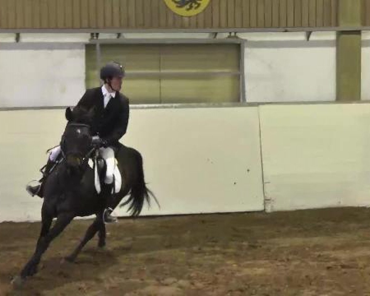 Pferd Cerasus Cetana (Trakehner, 2001, von Velasquez)