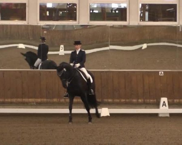 dressage horse Alabama 48 (Trakehner, 2004, from Hohenstein I)