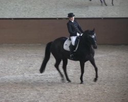 dressage horse Distelwind (Trakehner, 2003, from Stravinsky xx)