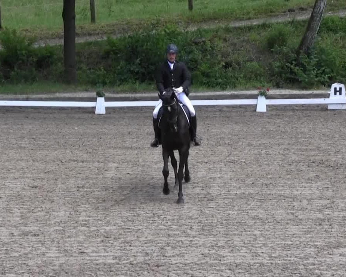 dressage horse Sudoku (Trakehner, 2008, from Stresemann)