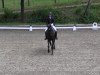 dressage horse Sudoku (Trakehner, 2008, from Stresemann)