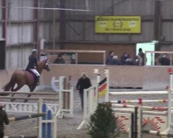 jumper Herzdame 50 (Trakehner, 2007, from Poker E)