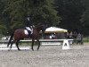 Dressurpferd Sir Rico (Trakehner, 2007, von Manrico)