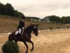 dressage horse Happy Sunshine 5 (Trakehner, 2006, from Monteverdi)