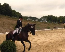 dressage horse Happy Sunshine 5 (Trakehner, 2006, from Monteverdi)