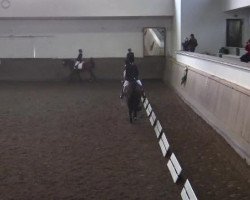 dressage horse Feuerzauber 39 (Trakehner, 2007, from Lehndorff's)