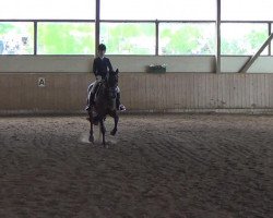 dressage horse Goldap 22 (Trakehner, 2007, from King Arthur TSF)