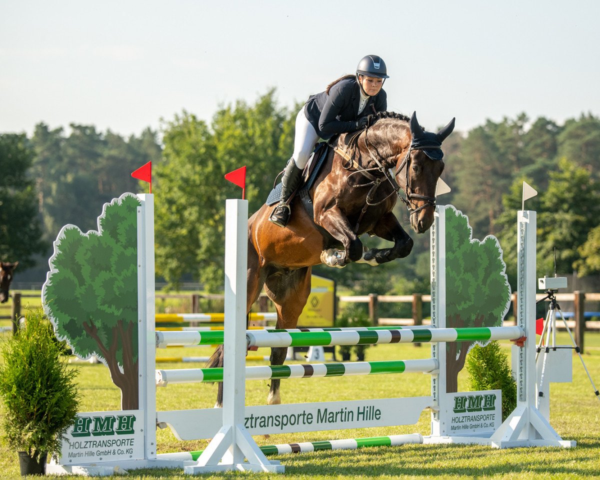 jumper Keep Cool M 3 (Oldenburg show jumper, 2017, from Kannan)