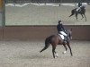 dressage horse La Vignio (Trakehner, 2003, from Kapriolan F)