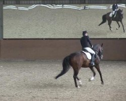 dressage horse La Vignio (Trakehner, 2003, from Kapriolan F)