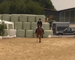 dressage horse Klooney (Trakehner, 2001, from Kostolany)